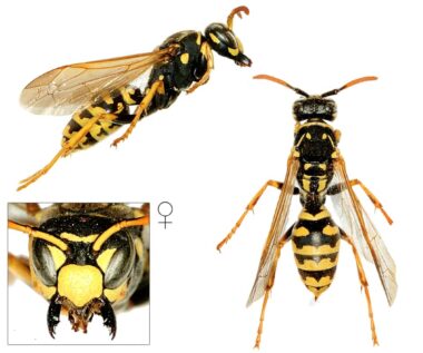 Drie foto's van een vrouwtje van de Franse veldwesp. Bovenin een zijaanzicht met de kop rechts en het achterlijf links. Links onderin de kop van voren gezien, met de kaken uit elkaar getrokken, waarbij je de labiale palp ziet. De ogen hebben een wat bruinige gloed. De clypeus (het kopschild) heeft geen tekening en boven de ogen zie je dat de antennes bij de aanhechting geel zijn. Rechts een Franse veldwesp van boven gezien, waarbij je een borststuk ziet dat langer is dan bij andere wespen, dat zelfs uit twee delen lijkt te bestaan. Het borststuk loopt wat schuin af, en het daarop aansluitende achterlijf loopt ook geleidelijk schuin toe vanaf de aanhechting met het borststuk. Hierdoor is er een veel duidelijkere wespentaille te zien dan bij de andere sociale wespensoorten, waar vooral het achterlijf direct al vrij breed is, als het dopje van een eikel.