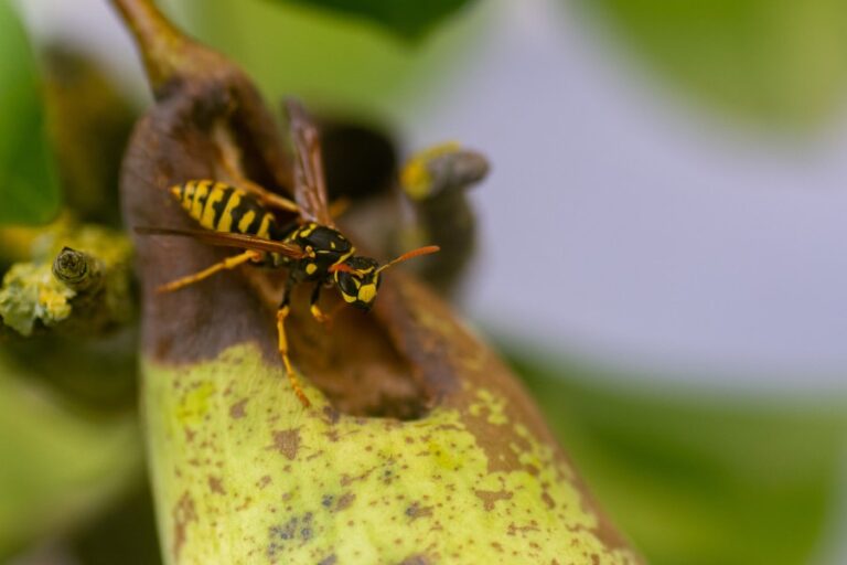 Een wesp met oranjekleurige antennes op een peer. Die oranjekleurige antennes geven in dit geval weg dat het een Franse veldwesp is.