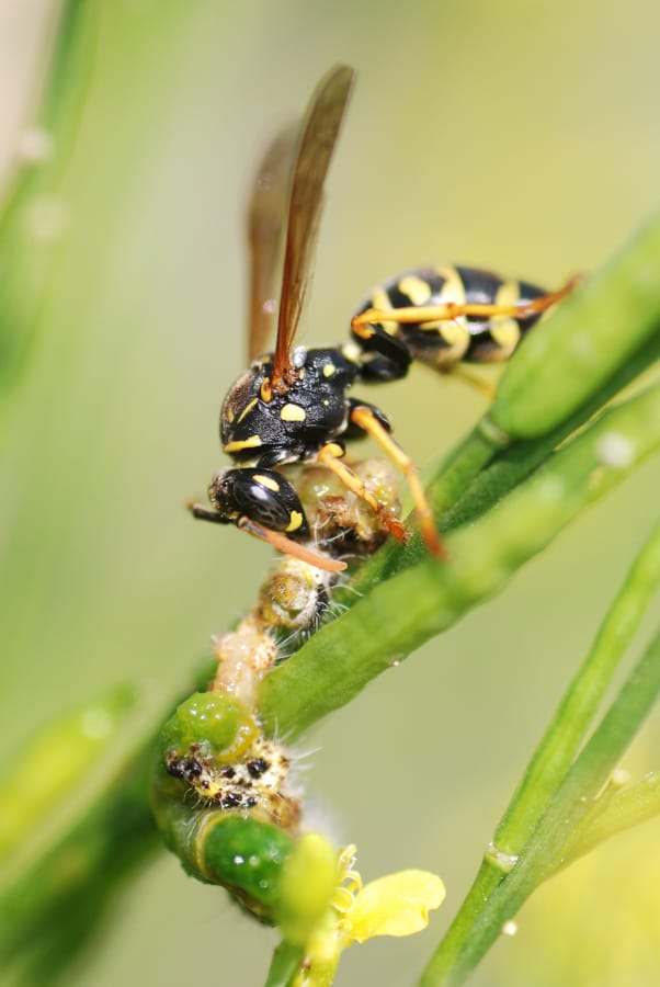 Een Franse veldwesp op een groene spriet met een rups die ze aan het verwerken is.