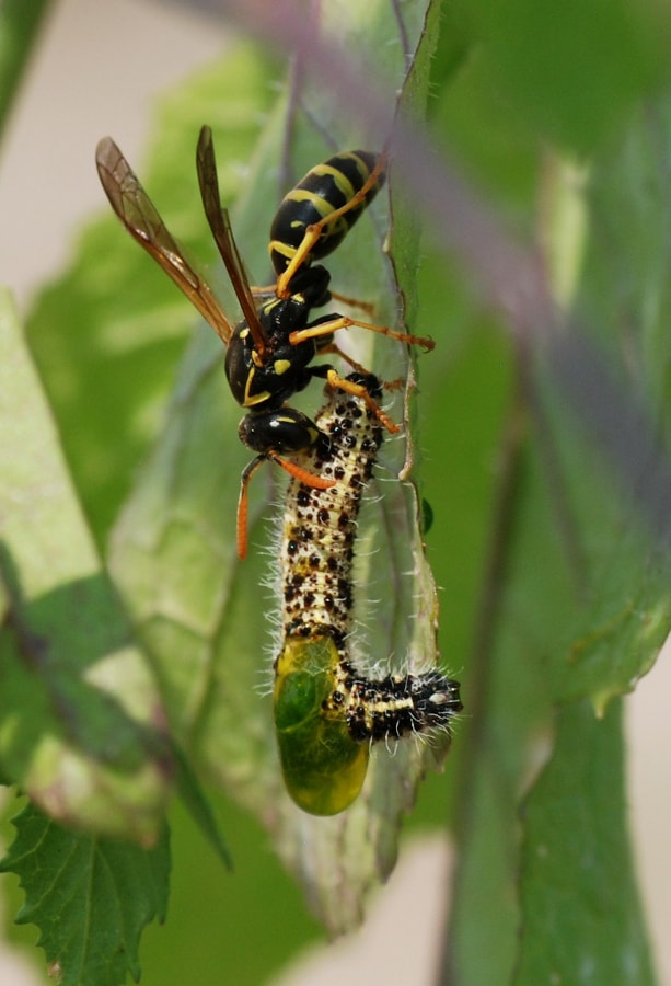 Franse veldwesp op een blad, met onder de wesp een rups.