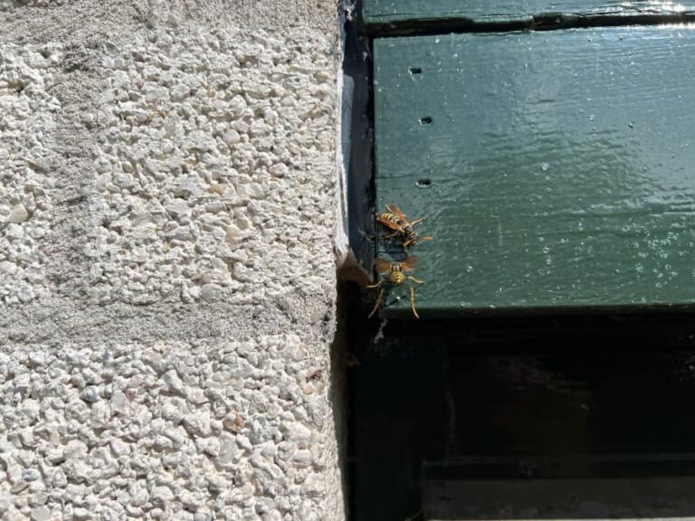 Groen geschilderde houten plank boven een deur met links daarvan grove witte bakstenen met lichtgrijze voegen. Op de plank zit een Franse veldwesp en er komt een andere Franse veldwesp aanvliegen. Die herken je aan de hangende gele pootjes onder het lijf.