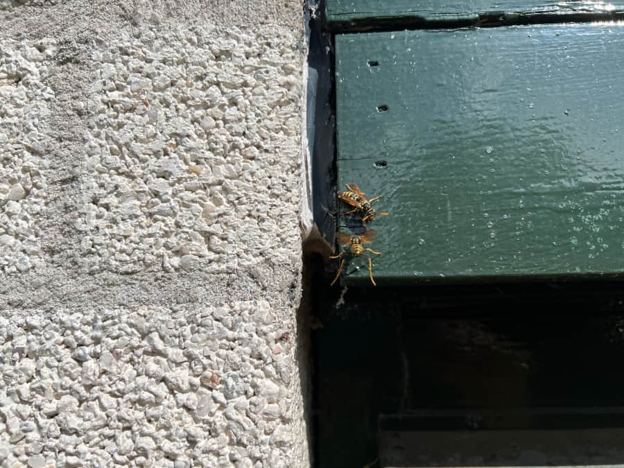 Grove witte bakstenen met lichtgrijze voeg en links daarvan een groen geschilderde houten plank die boven een deuropening zit. Links op de plank zit een wesp met een duidelijke wespentaille en oranje-gele antennes. Er komt een andere wesp net aanvliegen, we zien deze wesp van achter en deze heeft de achterste twee pootjes onder het lijf hangen. Een kenner herkent hierin de Franse veldwesp.