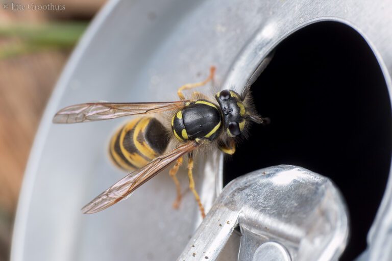 Bovenkant van een blikje in close-up met bij de opening een wesp die met haar kopje bijna het blikje in gaat. Je ziet achter de kop rechte gele strepen op het borststuk, waardoor je weet dat dit een gewone wesp is.
