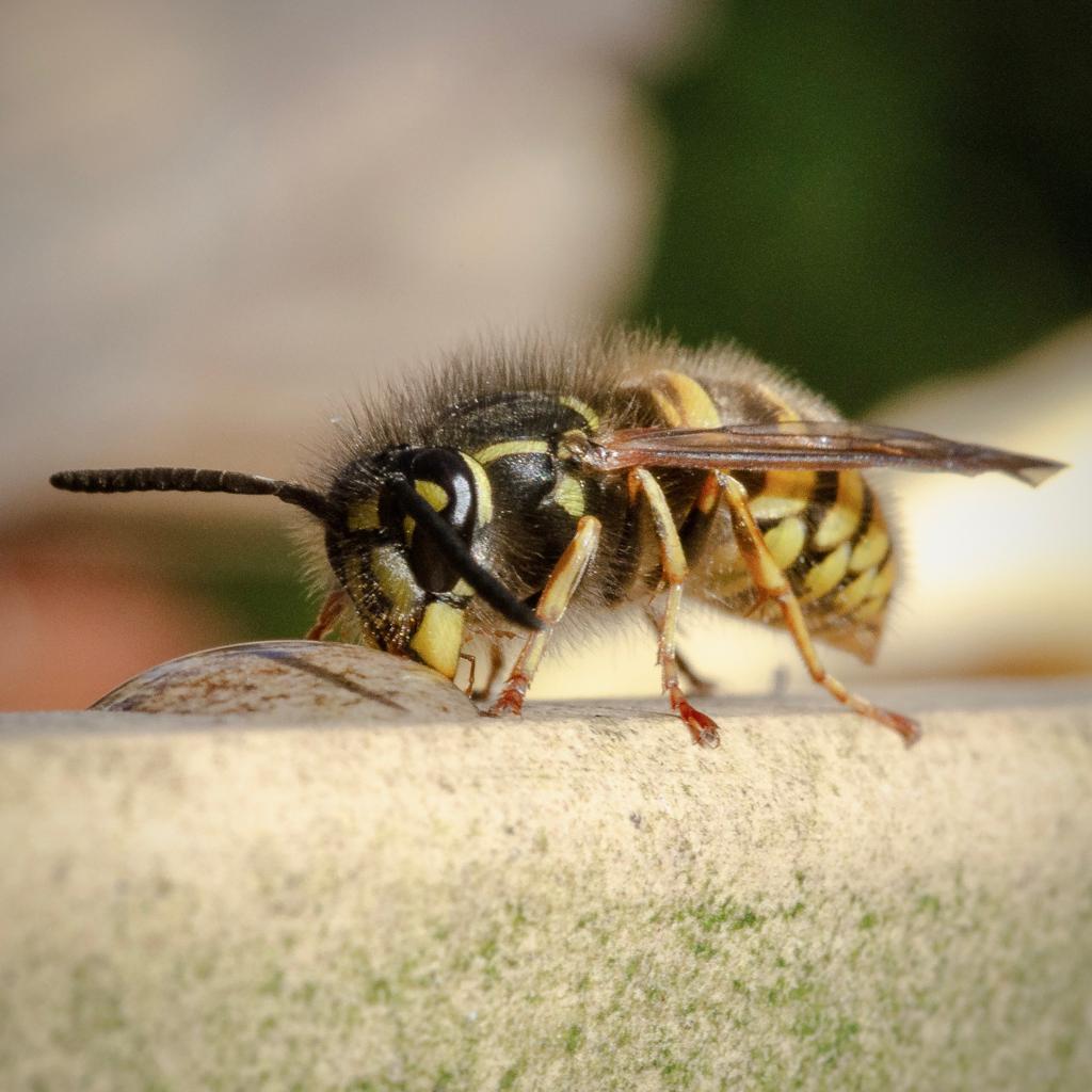 Close-upfoto van een wesp, waarbij de wesp schuin van voren te zien is. Links zie je de kop van de wesp en rechts het achterlijf. De wesp drinkt van een druppel vloeistof die voor haar ligt. Omdat de foto close-up is zie je heel mooi de beharing op het lijf, zowel op het kopschild als op het borststuk en het achterlijf. De wesp heeft een ankertje op het kopschild, wat het makkelijkste herkenningspunt is van de gewone wesp.