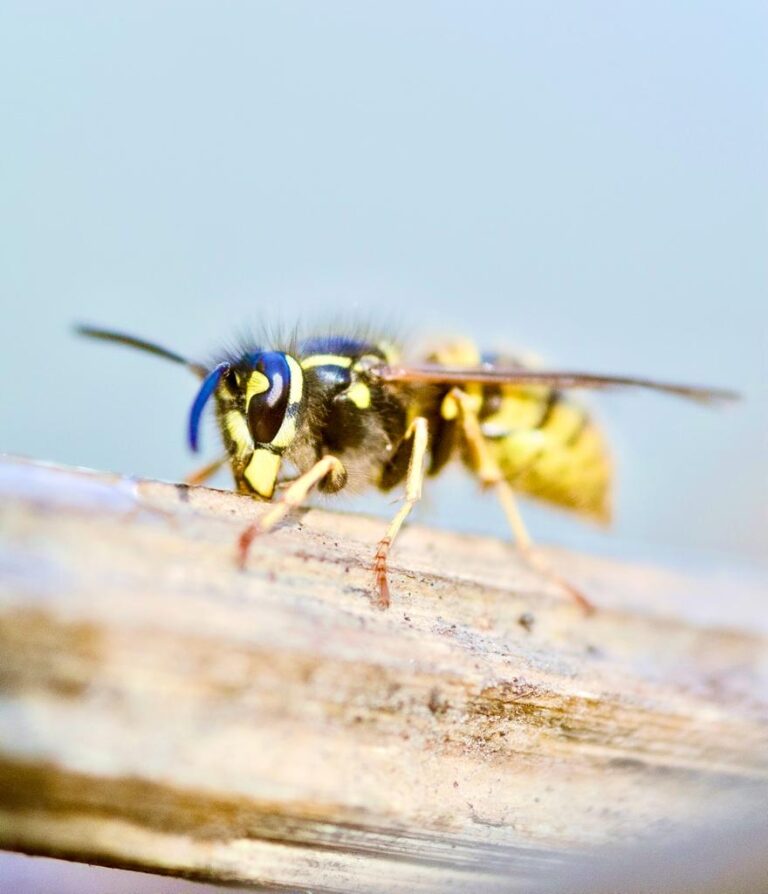 Een gewone wesp die aan een stuk hout knaagt.
