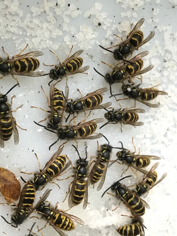 Natte suiker op een witte ondergrond, met daarop een stuk of vijftien wespen die daar lekker van snoepen.