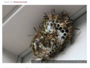 Artikel met koptekst "Horror-wespenseizoen: door recordtemperaturen loopt de natuur weken voor op schema", een foto van een open nest van één raat met enkele veldwespen erop. Onder de foto de inleidende tekst "Nederland stevent mogelijk af op een uitzonderlijk druk wespenseizoen. Door een combinatie van een zachte winter en een ongekend warm en droog begin van maart zijn wespen dit jaar opvallend vroeg actief. Dat verwacht ongediertebestrijder Nick, aangesloten bij De Bestrijdingsbrigade."