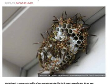 Artikel met koptekst "Horror-wespenseizoen: door recordtemperaturen loopt de natuur weken voor op schema", een foto van een open nest van één raat met enkele veldwespen erop. Onder de foto de inleidende tekst "Nederland stevent mogelijk af op een uitzonderlijk druk wespenseizoen. Door een combinatie van een zachte winter en een ongekend warm en droog begin van maart zijn wespen dit jaar opvallend vroeg actief. Dat verwacht ongediertebestrijder Nick, aangesloten bij De Bestrijdingsbrigade."