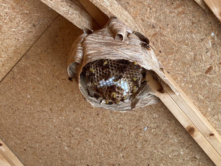 Close-up van spaanplaat puntdak aan de binnenkant, met houten latten tegen de dakplaten en daar spaanplaten planken dwars op. Tegen een plank en onder twee spaanplaten dwarsleggers hangt een klein wespennest dat van onder grotendeels open is. Hierdoor zie je de cellen van de onderste raat, en een aantal grote wespen (Europese hoornaars) op de onderste raat zitten. In de raat zie je ook een aantal cellen met witte dekseltjes, dat zijn de celen waarin poppen zitten.