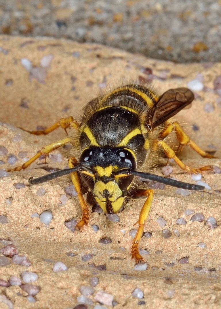 Wesp van voren gezien en iets van boven, waarbij je de kop goed ziet en daarbij tussen de ogen en de kaken een zwart tussenstuk ziet. Op de kop en vooral het borststuk zitten blonde haren, en op het kopschild zie je eenzwarte tekening in de vorm van een Frans snorretje of Franse lelie. De antennes beginnen geel aan de binnenkant. Dit is de Saksische wesp.