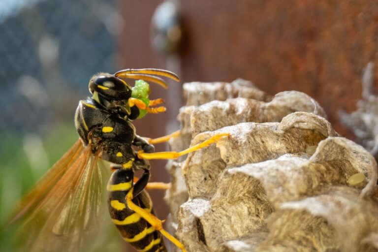 De bovenste cellen van een wespennest dat verticaal hangt rechts, met links een sierlijke wesp tegen het nest. Ze heeft wat groens tussen haar kaken en lijkt dat met haar voorpootjes vast te pakken. Dat groene is waarschijnlijk een rups die ze als prooi heeft gevangen.
