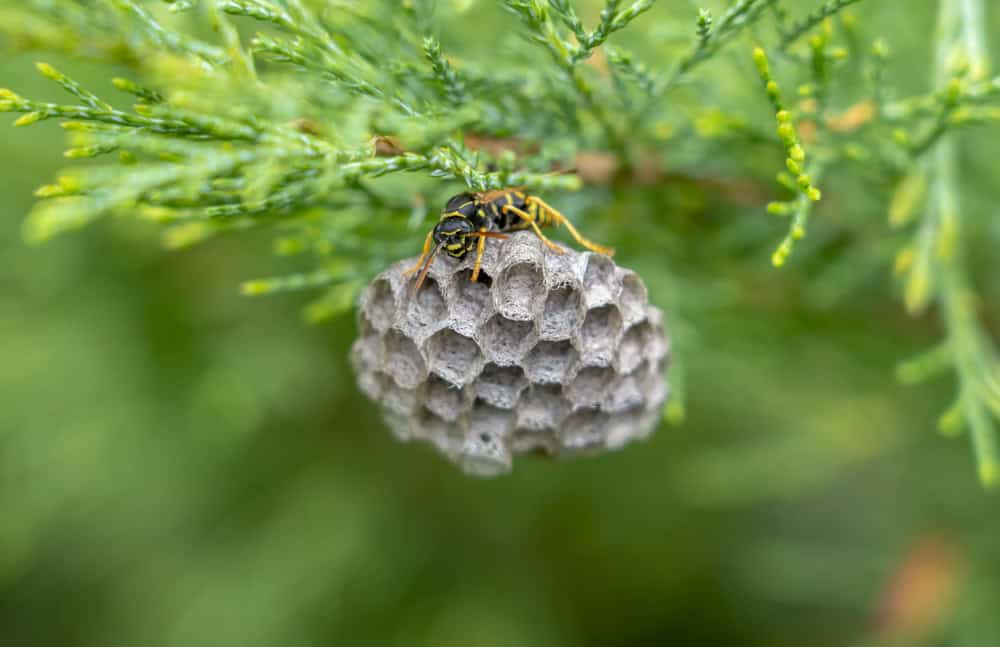 Groene takken van een naaldboom, lijken op die van een conifeer, met onder het uiteinde van een van die takken een open grijs wespennest. Bovenop het wespennest zit een wesp die haar gele poten wijd op het nest heeft staan en iets naar beneden kijkt, alsof ze de cel onder haar aan het controleren is.