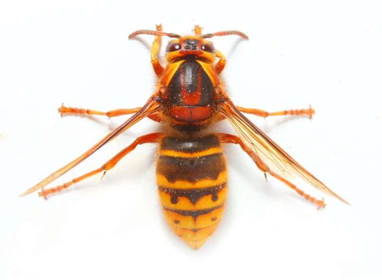 Een koningin van de middelste wesp van boven gezien op een witte achtergrond. Ze heeft een gele rand achter de kop, een gele 7 links op het borststuk en een omgekeerde gele 7 rechts. Het achterlijf begint direct zwart.