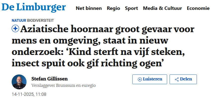 Screenshot van De Limburger met de kop "Aziatische hoornaar groot gevaar voor mens en omgeving, staat in nieuw onderzoek: ‘Kind sterft na vijf steken, insect spuit ook gif richting ogen’" Auteur is Stefan Gillissen, verslaggever Brunssum en euregio Het artikel is gepubliceerd op 14-11-2025 om 11:08