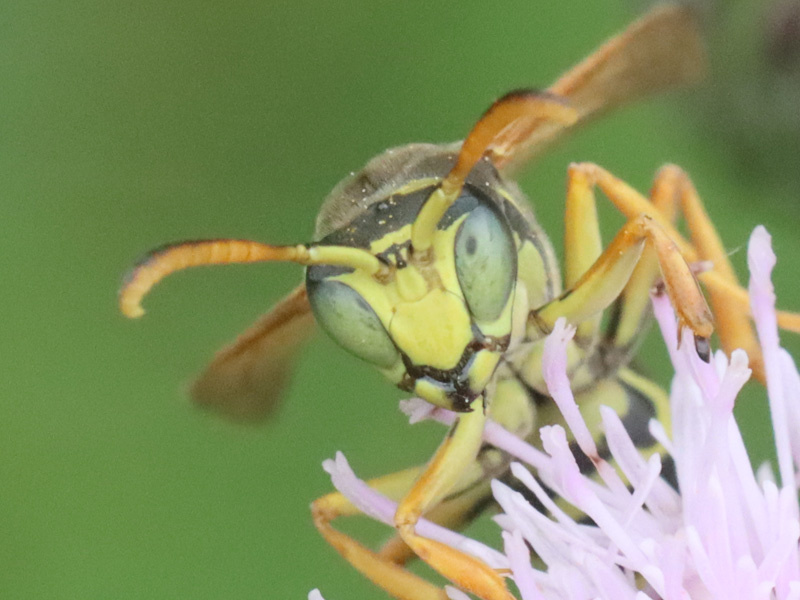 Wesp van voren gezien, waarbij opvalt dat de ogen groen zijn, en het hele stuk tussen de ogen geel is, alsof het uit één deel bestaat. Alleen tussen de antennes zit nog een kleine zwarte tekening, en net boven de kaken zie je een zwarte lijn. 