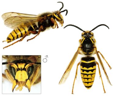 Drie foto's van een mannetje (dar) van de middelste wesp. Bovenin een zijaanzicht met de kop rechts en het achterlijf links. Links onderin de kop van voren gezien, met de kaken uit elkaar getrokken. Dit mannetje heeft een nauwelijks zichtbare tekening op de clypeus. Rechts het mannetje van boven gezien, waarbij opvalt dat het lijf langer is, net als de antennes, die gekromd zijn. Net als de koningin en de werksters heeft de dar van de middelste wesp gele 7's op het borststuk.