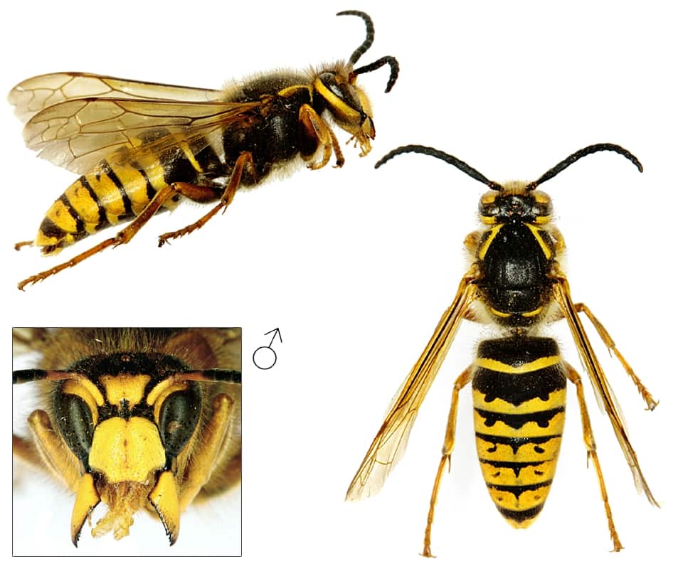 Wesp Inhalation Middelste wesp (Dolichovespula media): nut, kenmerken en meer