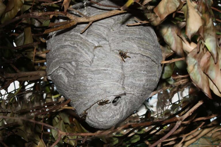 Wespennest in omgekeerde ei-vorm, waar bijna onderin een opening te zien is, met daarnaast een wesp en iets verder naar links nog een wesp. Het nest hangt in een struik, je ziet er takken en bladeren omheen. Op ongeveer twee derde zit nog een wesp op het nest. De wespen zijn alle drie bezig aan een randje van het nest verder te bouwen.