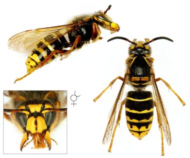 Drie foto's van een werkster van de middelste wesp. Bovenin een zijaanzicht met de kop rechts en het achterlijf links. Links onderin de kop van voren gezien, met de kaken uit elkaar getrokken, waarbij je de labiale palp ziet. De ogen hebben een wat bruinige gloed. Op de clypeus (het kopschild) zie je een verticale streep die een beetje de vorm van een dolk heeft. Rechts een werkster van de middelste wesp van boven gezien, waarbij je bruine vlekken het borststuk ziet, bovenaan het borststuk links een gele '7' en rechts een omgekeerde '7'. Bij het achterlijf valt op dat zwart overheerst.