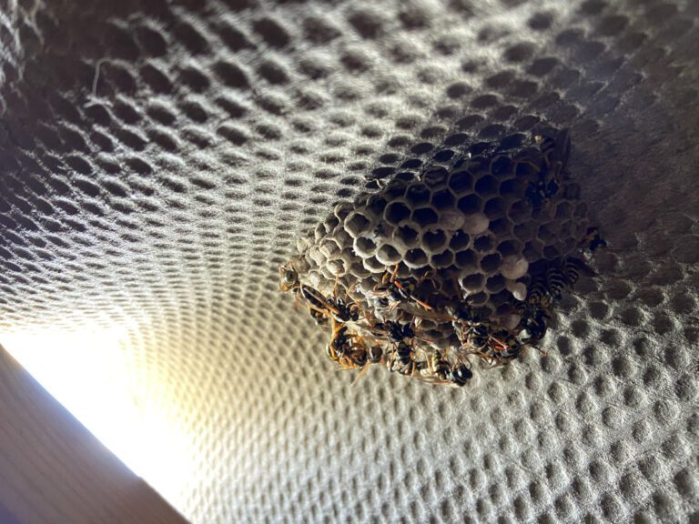 Dak met grijze golfplaat met raatachtige structuur van onder gezien, waarbij je linksonder zonlicht binnen ziet komen. Rechts van het midden zie je een open wespennestje met daarop enkele wespen, dat in de bolling van de golfplaat zit. Door het ontbreken van een omhulsel en de toch wat afgeschermde plek weten we dat dit de Franse veldwesp is.