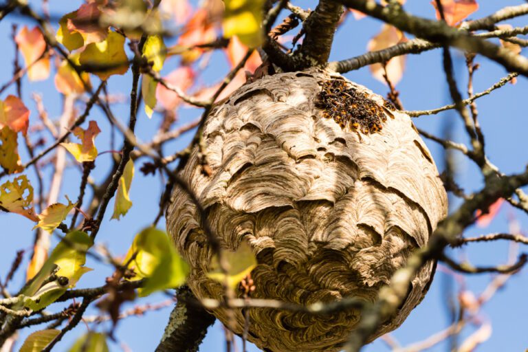 Een rond wespennest met gelige kleur, hangend onder een tak, tussen taken met nog wat geel-groene blaadjes door gezien. Aan de buitenkant van het nest zie je een flinke groep Aziatische hoornaars bij elkaar zitten, omdat de zon erop schijnt lijkt het alsof ze daar met zijn allen zitten te zonnen.