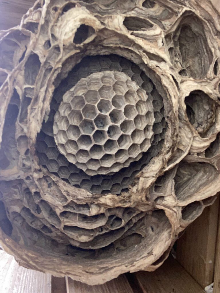 Onderkant van een hoornaarnest, waarbij de onderste raat duidelijk te zien is, met rondom het omhulsel. met luchtbellen. Achter de onderste raat zie je 