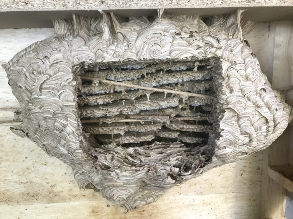 Groot grijs wespennest waar een rechthoek uit het omhulsel gesneden is, zodat je de raten ziet zitten. Er zijn ongeveer 9 niveaus zichtbaar en tussen deze raten zijn verticale dragers zichtbaar, waarmee de raten onder elkaar hangen.