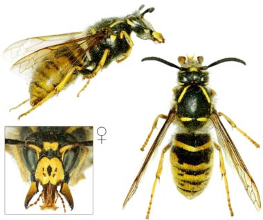 Drie foto's van een koningin van de Saksische wesp. Bovenin een zijaanzicht met de kop rechts en het achterlijf links. Links onderin de kop van voren gezien, met op de clypeus (het kopschild) een zwarte langwerpige vlek met links en rechts twee stippen boven elkaar. Het lijkt op een Franse lelie met wat onderbrekingen. Rondom de kop zie je de blonde beharing dat op het borstsuk zit. Rechts de koningin van boven gezien, het borststuk heeft aan de zijkanten en de achterkant blonde haren. De poten zijn geel en de tekening van het achterlijf lijkt op dat van de bekende wespen.