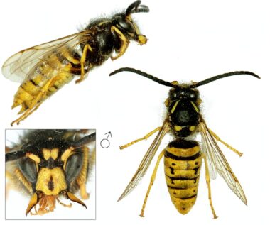 Drie foto's van een mannetje (dar) van de Saksische wesp. Bovenin een zijaanzicht met de kop rechts en het achterlijf links. Links onderin de kop van voren gezien, met de kaken uit elkaar getrokken. Dit mannetje heeft een verticale dolkvormige tekening op de clypeus. Rechts het mannetje van boven gezien, waarbij opvalt dat het lijf langer is, net als de antennes, die gekromd zijn. Ook het mannetje heeft witte beharing op het borststuk.