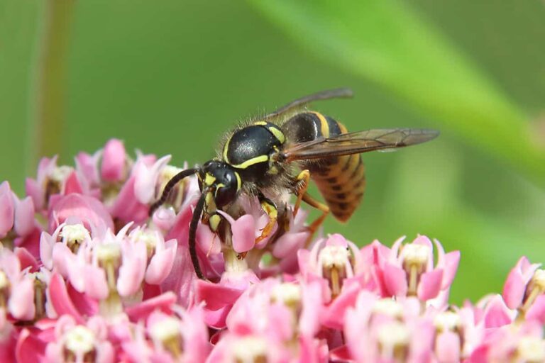 Roze-witte bloemetjes met een wesp erop. Kenners herkennen deze wesp als de Saksische wesp.
