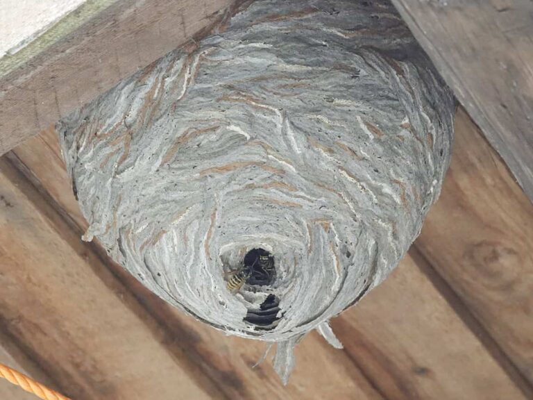 Nok van een schuur met in de punt een wespennest. Je ziet dat het een schuur is omdat het licht natuurlijk is. Het nest is grijs met wat lichte lijnen, en heeft een opening aan de onderkant, waar een wesp in lijkt te kruipen, en waar daarnaast het kopje van een andere wesp te zien is.