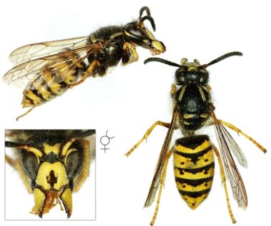 Drie foto's van een werkster van de Saksische wesp. Bovenin een zijaanzicht met de kop rechts en het achterlijf links. Links onderin de kop van voren gezien, met de kaken uit elkaar getrokken, waarbij je de labiale palp ziet. Bij de kop valt op dat de antennes beginnen met een geel deel, wat bij kortkopwespen zwart is. Verder zie je zwarte soort wangen tussen de ogen en de kaken,  waardoor de kop langer is en wat ze dus langkopwespen maakt. Op de clypeus (het kopschild) zie je een zwarte tekening die je als Frans snorretje of Franse lelie zou kunnen omschrijven. Rechts een werkster van de Saksische wesp van boven gezien, waarbij je op het borststuk links en rechts achter de ogen een dunne gele streep ziet. Aan de zijkanten van het borststuk zie je wat blonde beharing. Het achterlijf lijkt bij deze werkster sterk op dat van de limonadewespen die we zo goed kennen.