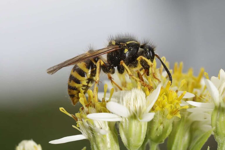 Een werkster van de Saksische wesp op een bloem. Deze wesp zien we van de zijkant, met het achterlijf links en de kop rechts.