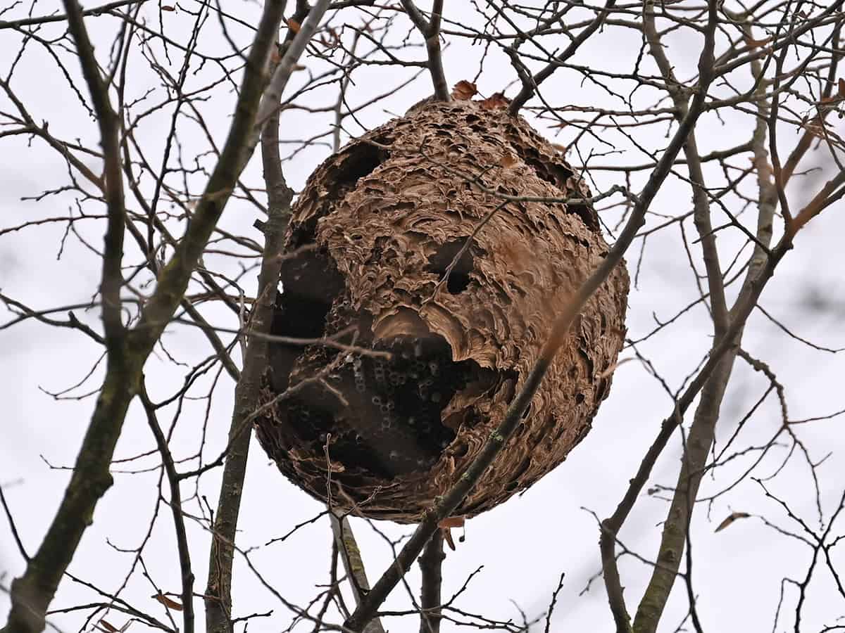 Kale boomtakken met aan een van de takken een fors wespennest. Onderaan is er een stuk open en ook aan de zijkanten lijkt het nest wat aangetast te zijn. De kleur houdt het midden tussen bruin en grijs, en de structuur is enigszins schelpachtig, maar niet zo duidelijk als bij nesten van de gewone en de Duitse wesp.