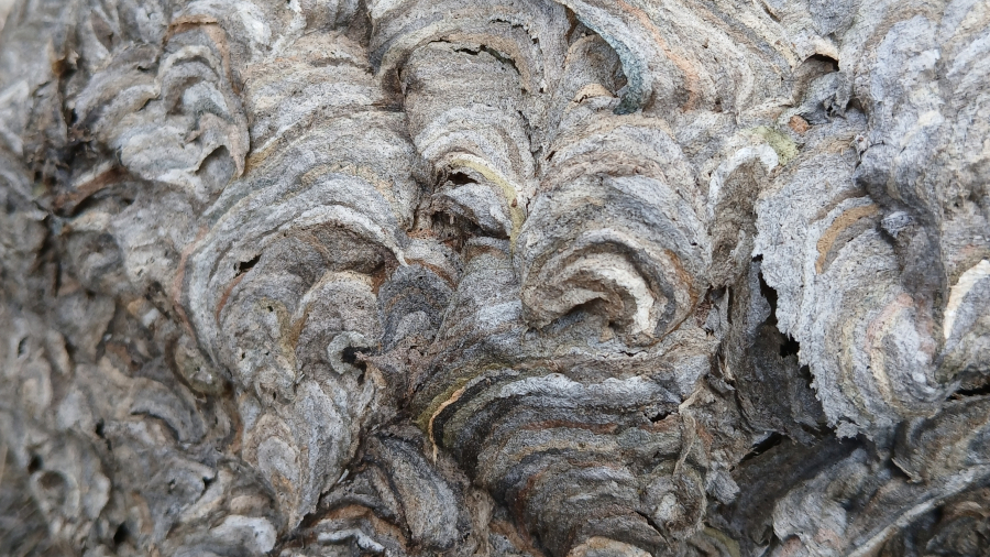 Close-up van een grijs wespennest waarbij je ronde krullen ziet met verschillende tinten grijs, en zelfs enkele lichte lijnen.