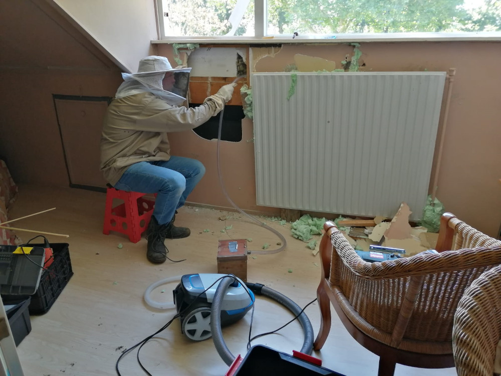 Een man met een imkerjas aan op een krukje bij een gat in een stuk gipsplaat onder een raam van een dakkapel. Hij houdt een slang bij de opening, en de slang leidt naar een kistje, waar weer een andere slang uit loopt die is aangesloten op een stofzuiger. Dit is de stofzuigermethode die gebruikt wordt bij het verplaatsen van wespennesten.
