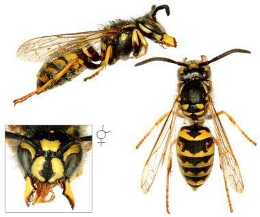 Drie foto's van een werkster van de gewone wesp. Bovenin een zijaanzicht met de kop rechts en het achterlijf links. Links onderin de kop van voren gezien, met de kaken uit elkaar getrokken, waarbij je de labiale palp ziet. Je ziet hier ook dat de onderkant van de ogen direct aansluiten op de kaken. En je ziet het ankertje of pijltje op de clypeus (het kopschild). Rechts een gewone wesp van boven gezien, waarbij je de gele strepen op het borststuk, de gele vlekken op het onderste stuk van het borststuk, en de tekening op het achterlijf goed kan zien.
