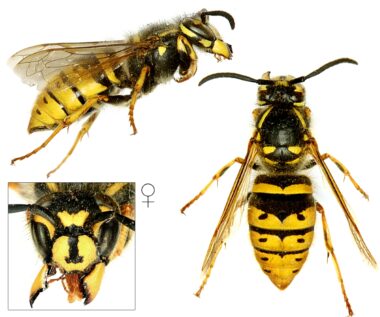Drie foto's van een koningin van de gewone wesp. Bovenin een zijaanzicht met de kop rechts en het achterlijf links. Links onderin de kop van voren gezien, met de kaken uit elkaar getrokken, waarbij je de labiale palp ziet. Ook de koningin heeft een ankertje of pijltje op de clypeus (het kopschild). Rechts de koningin van boven gezien, waarbij je de gele strepen op het borststuk, de gele vlekken op het onderste stuk van het borststuk, en de tekening op het achterlijf goed kan zien.