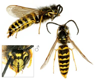 Drie foto's van een mannetje (dar) van de gewone wesp. Bovenin een zijaanzicht met de kop rechts en het achterlijf links. Links onderin de kop van voren gezien, met de kaken uit elkaar getrokken. Dit mannetje heeft een verticale streep op de clypeus. Rechts het mannetje van boven gezien, waarbij opvalt dat het lijf langer is, net als de antennes, die gekromd zijn.