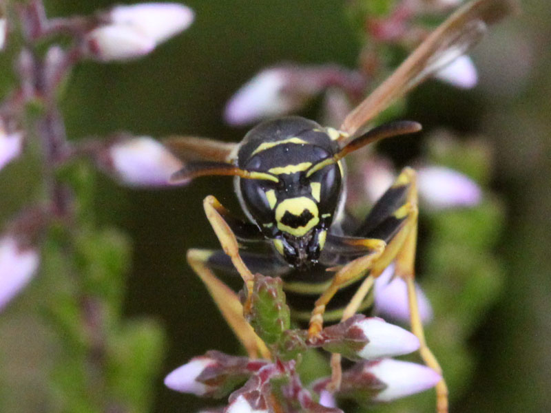 Close-up van een wesp van voren gezien. Ze zit op een plant met witte bloemetjes, waarbij je ziet dat ze zich met haar pootjes vasthoudt. De pootjes beginnen zwart bij het eerste lid en vanaf het einde van het eerste lid zijn ze geel. Op het gele kopschild, dat tussen de ogen en onder de antennes zit, zie je een zwarte tekening die wel iets wegheeft van een gestileerde tekening van een vleermuis zonder kop.