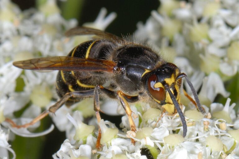 Een wesp op witte bloemetjes schuin van boven gezien, waarbij je ziet dat het achterlijf voornamelijk zwart is, met nogal dunne gele ringen. De ogen hebben een bruine gloed en achter de kop zie je op het borststuk aan de rechterkant een gele 7: het is dus de Middelste wesp.