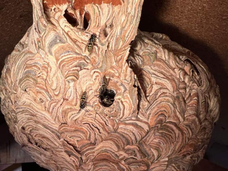 Geelkleurig wespennest onder een balk die nog net bovenaan zichtbaar is. Direct onder de balk zitten twee ovale openingen naast elkaar, en iets meer naar onderen zit een grotere ronde opening waar een wesp op de kop uit lijkt te komen, en een andere wesp in wil. 