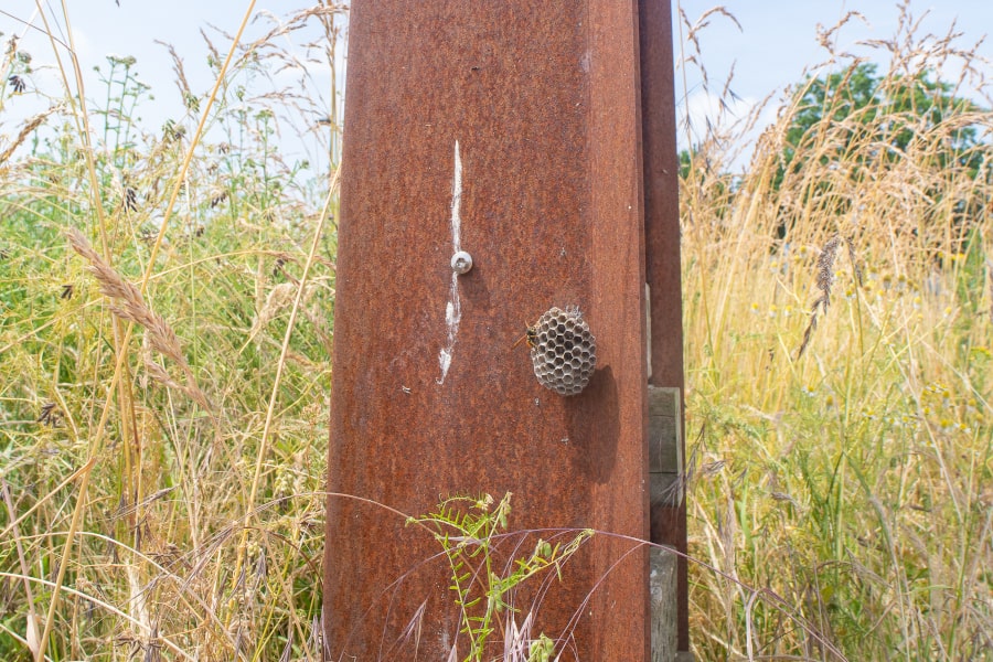 Een roestige metalen pilaar tussen hoge groene aren, met daar tegenaan een wespennest dat alleen uit cellen bestaat en waar geen omhulsel omheen zit.