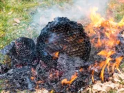 Brandend hoornaarnest