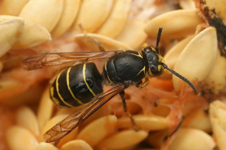 Een wesp met een zwart borststuk waarop net achter de ogen links een gele streep in de vorm van een 7 zichtbaar is, en rechts de omgekeerde versie daarvan. De zwarte banden op het achterlijf zijn allemaal breder dan de gele banden, en die nemen wat af richting de achterkant, waar meer geel zichrbaar wordt. Deze middelste wesp zit op heel lichtgele meloenpitten.