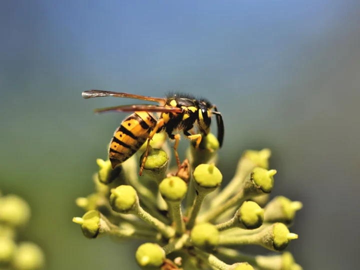 Duitse wesp op een bloem